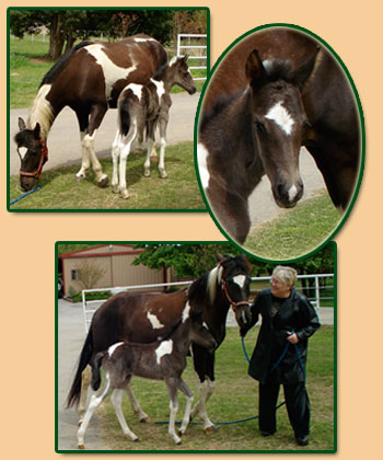 Radiante's baby Collage with mama Diana