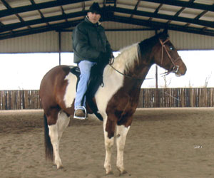 Sabre's Sassy Spot under saddle at 5 years